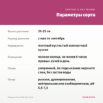 Гвоздика Oscar Pink Star (0,1л) — параметры сорта