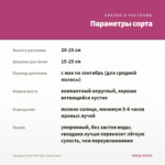 Гвоздика Oscar Pink Star (срезы/3шт) — параметры сорта