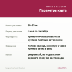 Гвоздика Oscar Purple Wings (0,1л) — параметры сорта