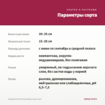 Гвоздика Oscar Purple Wings (срез/3 шт) — параметры сорта