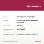 Гвоздика Oscar Purple Wings (срез/3 шт) — как укоренить черенок