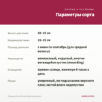Гвоздика Oscar Purple Wings (срезы/3шт) — параметры сорта