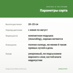 Гвоздика Oscar White and Red (0,1л) — параметры сорта