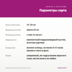 Гвоздика Sprint Specials Peman Violet (0,1л) — параметры сорта
