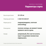 Гвоздика Sprint Specials Peman Violet (срезы/3шт) — параметры сорта
