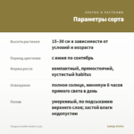 Гвоздика Sunflor Amber (0,1л) — параметры сорта
