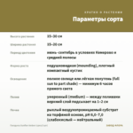 Гвоздика Sunflor Amber (срез/3 шт) — параметры сорта