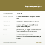 Гвоздика Sunflor Amber (срезы/3шт) — параметры сорта