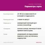 Гвоздика Sunflor Fygi (0,1л) — параметры сорта