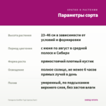 Гвоздика Sunflor Fygi (срезы/3шт) — параметры сорта