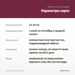 Гвоздика Sunflor Kaylee (0,1л) — параметры сорта