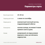 Гвоздика Sunflor Kaylee (срезы/3шт) — параметры сорта