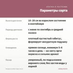 Гвоздика Sunflor Megan (0,1л) — параметры сорта