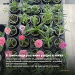 Гвоздика Sunflor Megan (0,1л) — в таком виде растение уходит в заказ