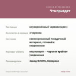 Гвоздика Sunflor Megan (срезы/3шт) — что приедет