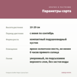 Гвоздика Sunflor Megan (срезы/3шт) — параметры сорта