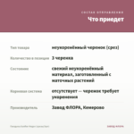Гвоздика Sunflor Megan (срезы/3шт) — что приедет