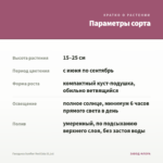 Гвоздика Sunflor Red Esta (0,1л) — параметры сорта