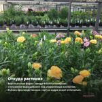 Гвоздика Sunflor Red Esta (0,1л) — откуда растение: вертикальная ферма Завода ФЛОРА в Кемерово