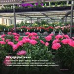 Гвоздика Sunflor Surprise Pink (0,1л) — откуда растение: вертикальная ферма Завода ФЛОРА в Кемерово