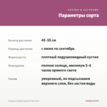 Гвоздика Sunflor Surprise Pink (0,1л) — параметры сорта