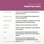 Гвоздика Sunflor Surprise Pink (срезы/3шт) — параметры сорта