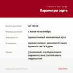 Гвоздика Super Trouper Antonio (0,1л) — параметры сорта