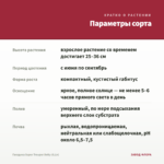 Гвоздика Super Trouper Betty (0,1л) — параметры сорта