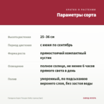 Гвоздика Super Trouper Betty (срезы/3шт) — параметры сорта