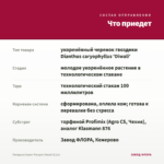 Гвоздика Super Trouper Diwali (0,1л) — что приедет