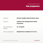 Гвоздика Super Trouper Diwali (срезы/3шт) — как укоренить черенок
