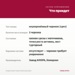 Гвоздика Super Trouper Diwali (срезы/3шт) — что приедет