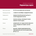 Гвоздика Super Trouper Diwali (срезы/3шт) — параметры сорта