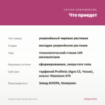 Гвоздика Super Trouper Elise (0,1л) — что приедет
