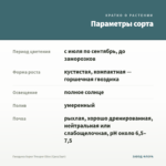 Гвоздика Super Trouper Elise (Срез/3шт) — параметры сорта