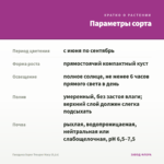 Гвоздика Super Trouper Macy (0,1л) — параметры сорта
