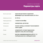 Гвоздика Super Trouper Macy (Срез/3шт) — параметры сорта