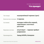 Гвоздика Super Trouper Macy (Срез/3шт) — что приедет