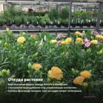 Гвоздика Super Trouper Macy (Срез/3шт) — откуда растение: вертикальная ферма Завода ФЛОРА в Кемерово