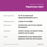 Гвоздика Super Trouper Macy (Срез/3шт) — параметры сорта