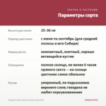 Гвоздика Super Trouper Sammy (срез/3шт) — параметры сорта
