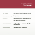Гвоздика Super Trouper Sammy (срез/3шт) — что приедет