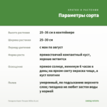 Гвоздика Super Trouper Witta (0,1л) — параметры сорта