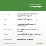 Гвоздика Super Trouper Witta (0,1л) — что приедет