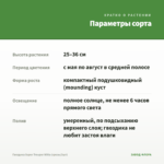 Гвоздика Super Trouper Witta (срезы/3шт) — параметры сорта