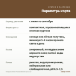 Гвоздика Sweet Pleasure Apricot срез/3 шт — параметры сорта