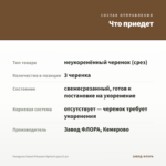 Гвоздика Sweet Pleasure Apricot срез/3 шт — что приедет