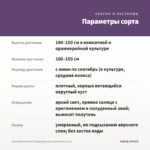 Хебе Вариегатный (Вероника кустарниковая) 0,1л — параметры сорта