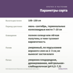 Хебе Вариегатный (Вероника кустарниковая) (срез/ 3шт.) — параметры сорта