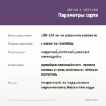 Хебе Вариегатный (Вероника кустарниковая) (срез/ 3шт.) — параметры сорта